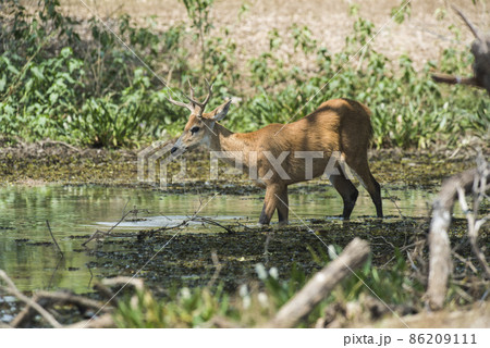 Marsh deer, pantanal Brazil Marsh deer, pantanal Brazil 86209111