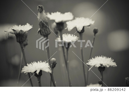 Flowery landscape in the plain, La Pampa, Flowery landscape in the plain, La Pampa, 86209142