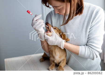 愛犬のケア　遺伝子検査 86209362