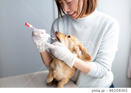 愛犬のケア 遺伝子検査 愛犬のケア 遺伝子検査 86209365