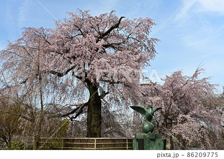 祇園しだれ桜より 86209775