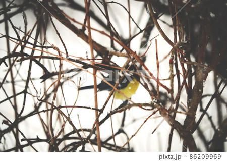 Bird with yellow belly hiding behind tree branches blurred focus Bird with yellow belly hiding behind tree branches blurred focus 86209969