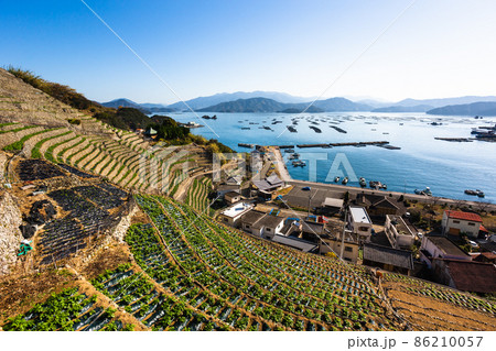 愛媛県、遊子の段畑のジャガイモと宇和島湾 86210057