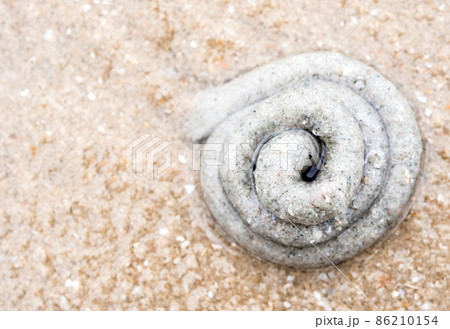 Pile of sand from the excretion of lugworm 86210154