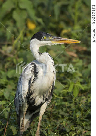 White necked heron, Pantanal , Brazil White necked heron, Pantanal , Brazil 86210181