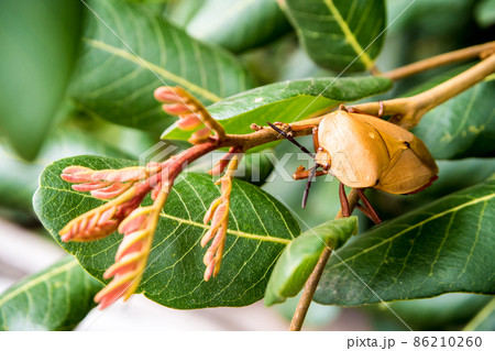 Longan stink bug catch on the bouquet of young Longan leaves 86210260