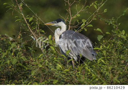 White necked heron, Pantanal , Brazil 86210429