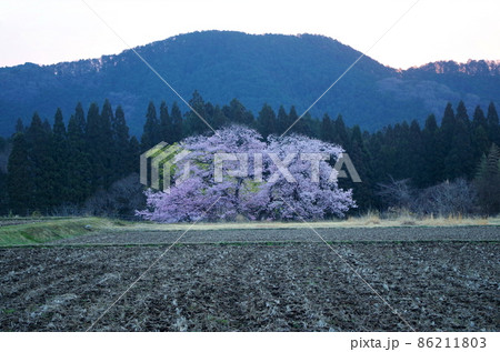 鹿沼市板荷の観音桜／栃木県鹿沼市 86211803
