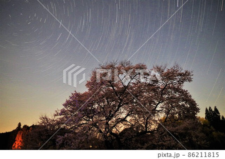 鹿沼市板荷の観音桜／栃木県鹿沼市 86211815