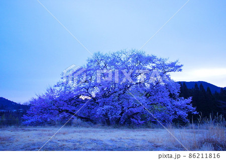 鹿沼市板荷の観音桜／栃木県鹿沼市 86211816