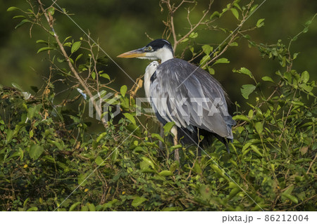 White necked heron, Pantanal , Brazil White necked heron, Pantanal , Brazil 86212004