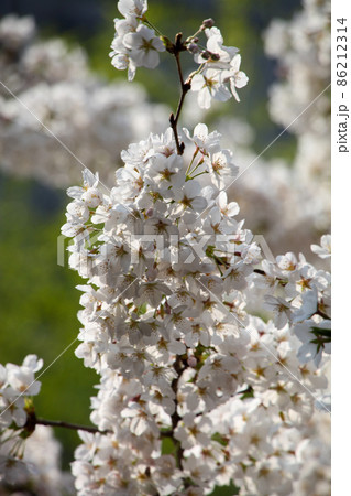 冷泉家の桜 冷泉家の桜 86212314