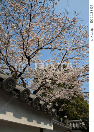 冷泉家の桜 86212334