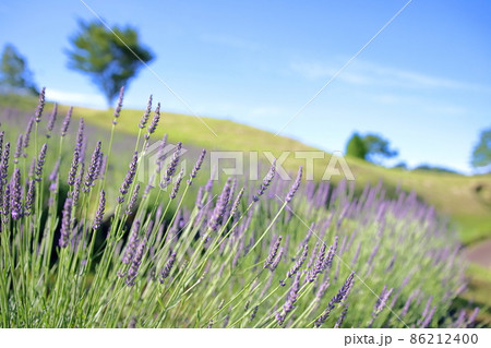 満開のラベンダー畑 86212400