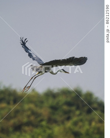 White necked heron, Pantanal , Brazil White necked heron, Pantanal , Brazil 86212590