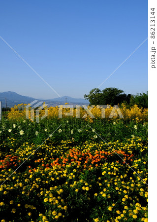 秋の鼻高展望花の丘の花々 秋の鼻高展望花の丘の花々 86213144