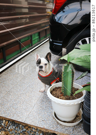 french bulldog,  French bulldog at home 86213617