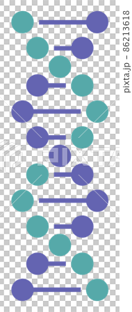 遺伝子のDNAを表現した螺旋状のイラスト 86213618