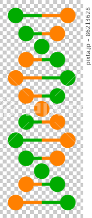 遺伝子のDNAを表現した螺旋状のイラスト 86213628