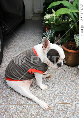 french bulldog,  French bulldog at home 86213637