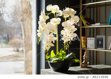 Interior design decor with potted orchid flowers and bookcase next to window 86213696