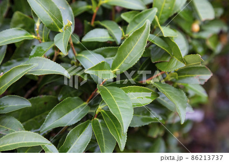Tea Camellia sinensis the upper leaves on the bushes. Green tea leaves on a branch. Tea Camellia sinensis the upper leaves on the bushes. Green tea leaves on a branch. 86213737