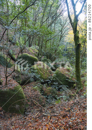 一刀石のある天石立神社　巨石が転がる参道脇の風景 86214700