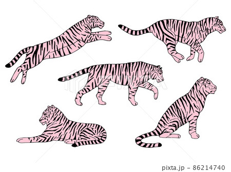 Vector set of hand drawn doodle sketch pink tigers 86214740