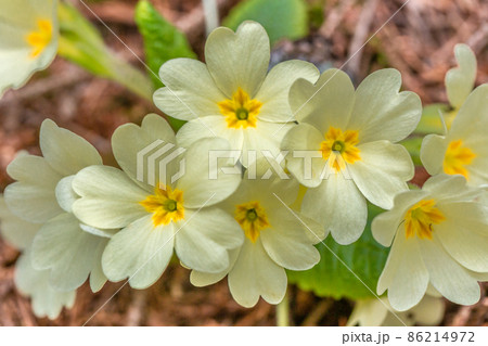 Primula vulgaris, primrose flower in the forest. Primula vulgaris, primrose flower in the forest. 86214972