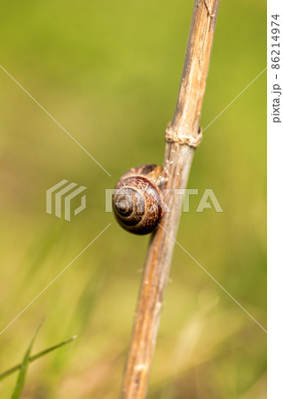 Snail with a conch on a twig in the grass on blurred background. 86214974
