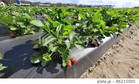 Strawberry plasticulture cultivation field photo image 86215005