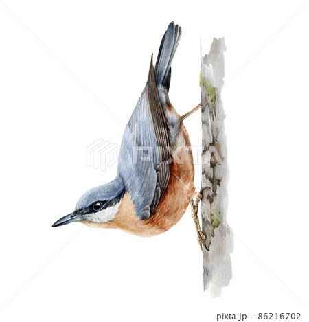 Nuthatch bird watercolor illustration. Hand drawn realistic wildlife forest animal. Nuthatch sit on the tree element. Europe common small song bird. Sitta europea on white background Nuthatch bird watercolor illustration. Hand drawn realistic wildlife forest animal. Nuthatch sit on the tree element. Europe common small song bird. Sitta europea on white background 86216702