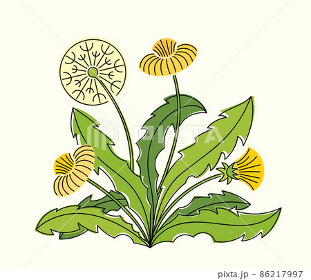 Line art watercolor illustration of dandelion bush with leaves, white and yellow flowers 86217997