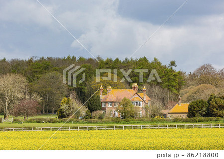 Sunny view of the Brassica napus blossom Sunny view of the Brassica napus blossom 86218800