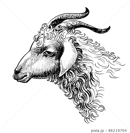 Fat Little Goat Sketch Drawing Illustration 8.5 X 11 Animal Art Print - Etsy