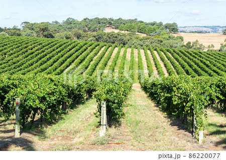 Winery in Barossa Valley in South Australia. 86220077
