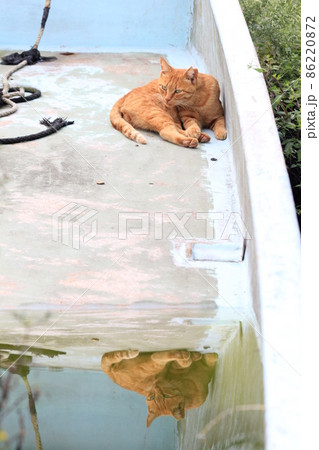 岸に置いてある小舟に乗ってくつろぐ茶トラ猫がたまった水にも映って二匹に見える 岸に置いてある小舟に乗ってくつろぐ茶トラ猫がたまった水にも映って二匹に見える 86220872