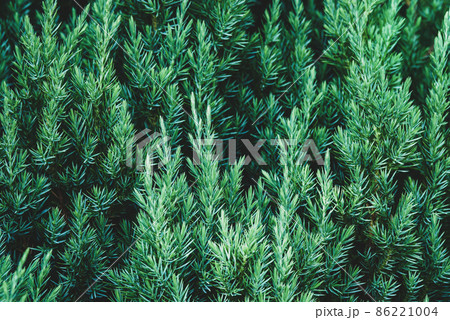 Juniper plant as coniferous botanical textured background Juniper plant as coniferous botanical textured background 86221004