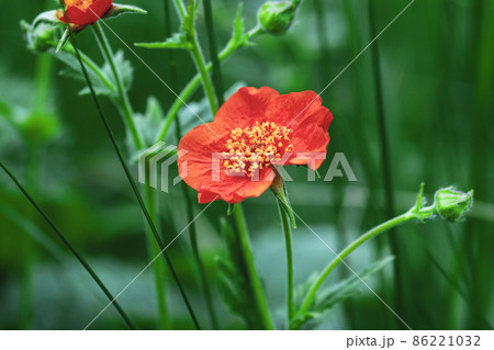 Chilean Avens (Scarlet Avens, Geum coccineum) red flower in summer garden 86221032