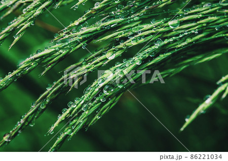 Green grass in water drops after rain, closeup 86221034