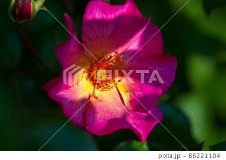 Single bright pink rose flower in the shade of summer garden Single bright pink rose flower in the shade of summer garden 86221104
