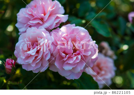 Rosa Botticelli - lush pink floribunda roses in the shadow of summer garden Rosa Botticelli - lush pink floribunda roses in the shadow of summer garden 86221105