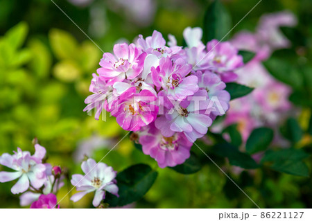 Rose Yesterday - cluster of small pink flat flowers, stock photo 86221127