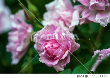 Closeup of pink hedge roses blooming in late summer Closeup of pink hedge roses blooming in late summer 86221130