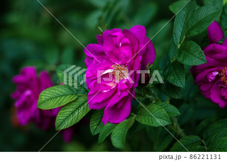 Rugosa Rose - Purple Pavement Roses in bloom Rugosa Rose - Purple Pavement Roses in bloom 86221131