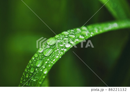 Dew drops on grass blade closeup Dew drops on grass blade closeup 86221132