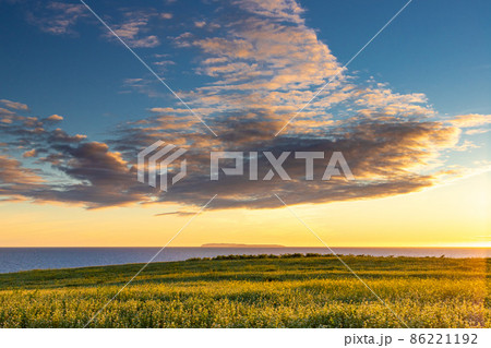 午後の麦畑と焼尻島 午後の麦畑と焼尻島 86221192