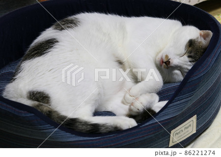 トビキジのはちわれ猫が舌を少し出して寝床でぐっすり寝てる姿 トビキジのはちわれ猫が舌を少し出して寝床でぐっすり寝てる姿 86221274