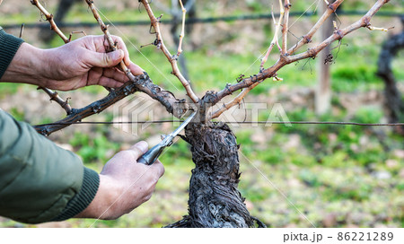 Farmer pruning the vine in winter. Agriculture. Farmer pruning the vine in winter. Agriculture. 86221289