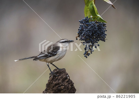 White banded Mockingbird, Patagonia, Argentina 86221905